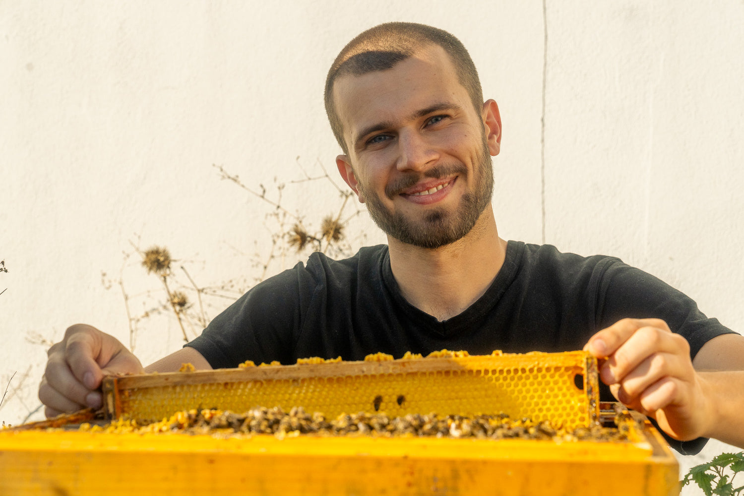 Berliner Honig — Berliner Bienen